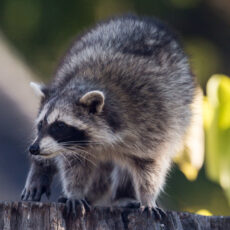 How Roads Impact Wildlife – Raccoons in Our Neighborhoods