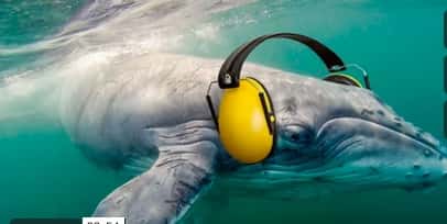 How Roads Impact Wildlife – Anthropogenic Noise