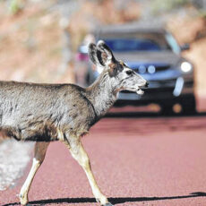 How Roads Impact Wildlife – Deer in the Headlights