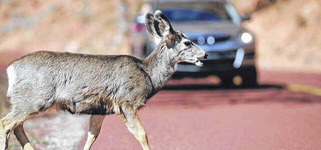 How Roads Impact Wildlife – Deer in the Headlights