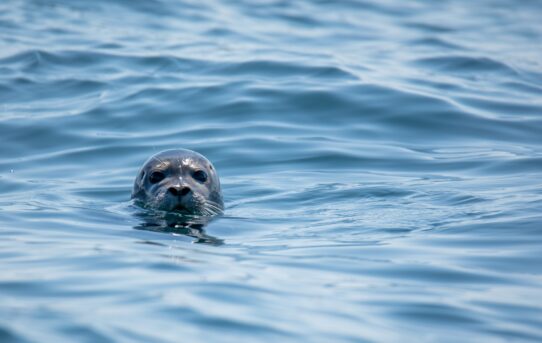 Course Description and Objectives