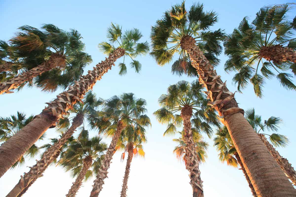 Palms view