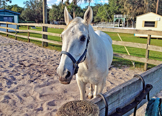 web-site-65-Myakka_DaleAnn