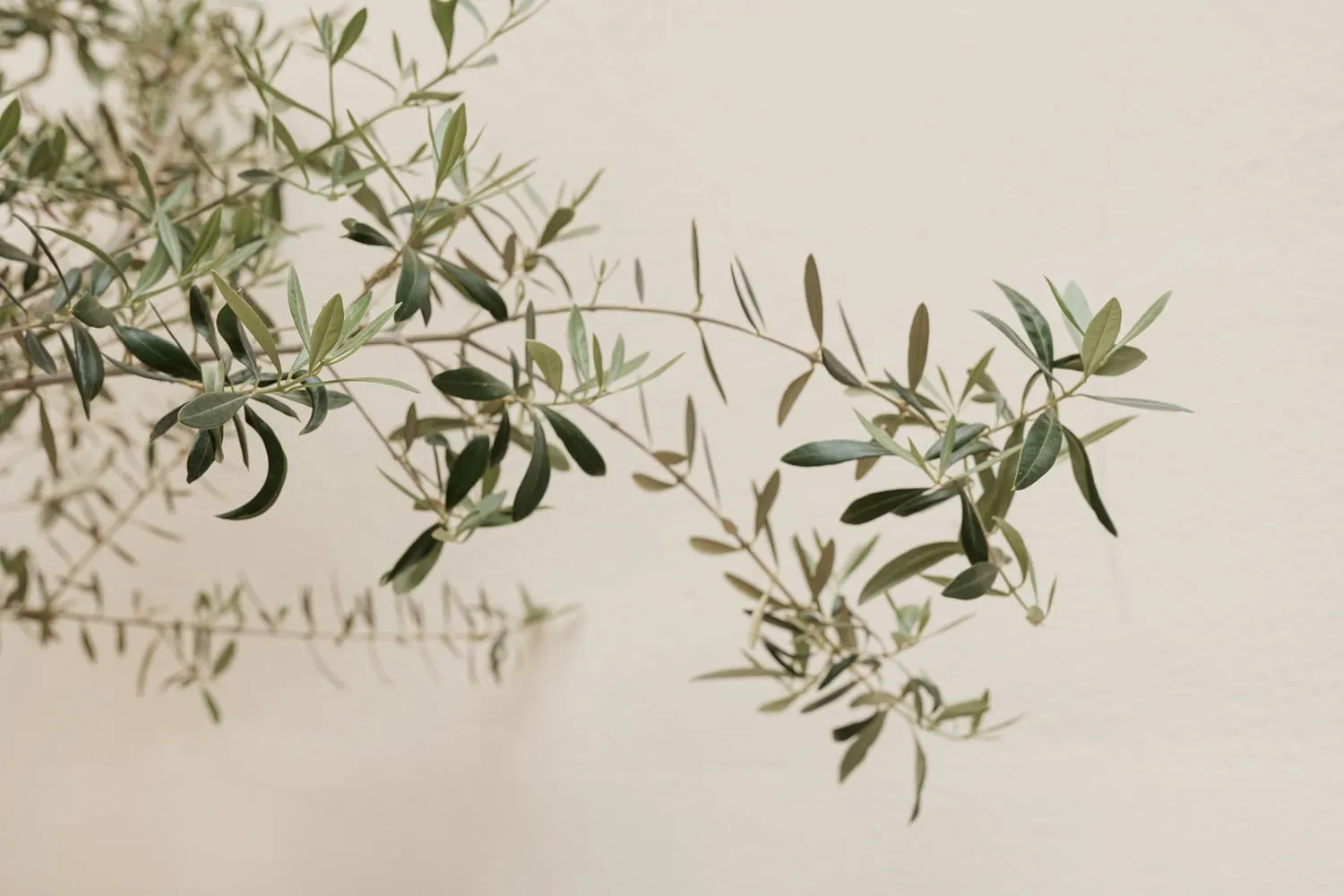 Branch