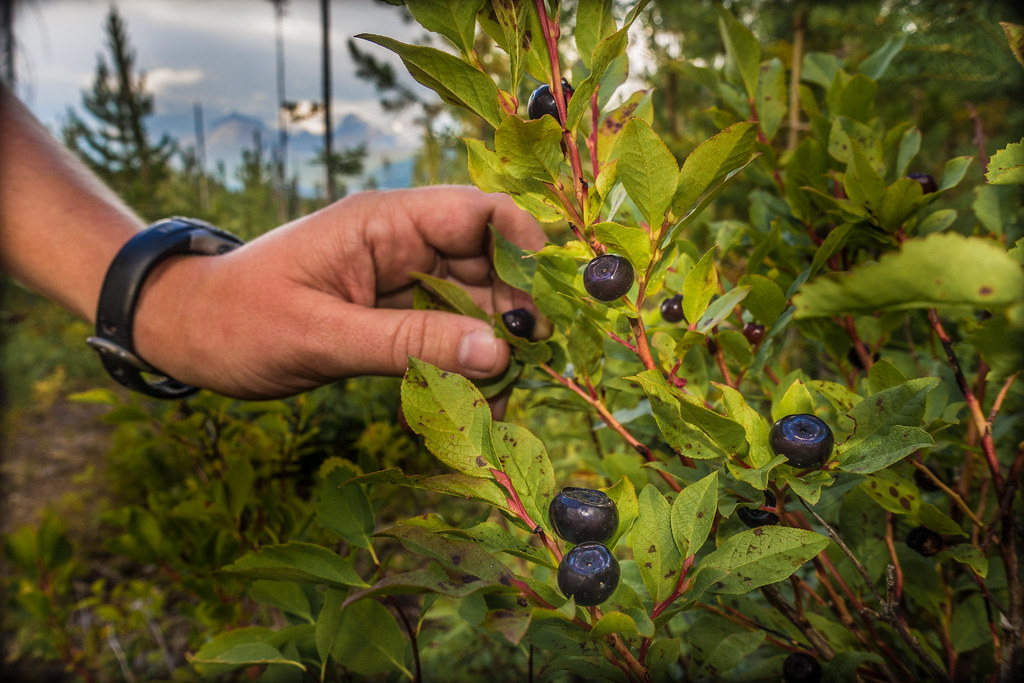 HUCKLEBERRY SEASON