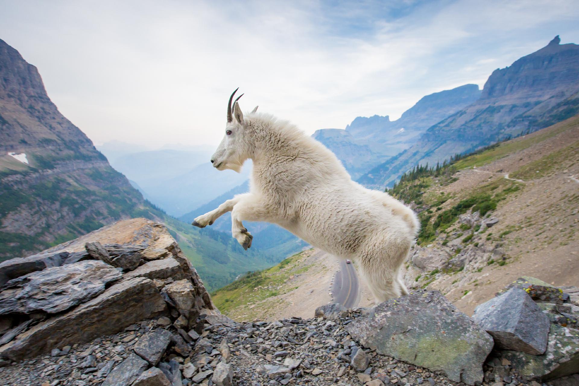 GETTING OUT IN GLACIER AND YELLOWSTONE