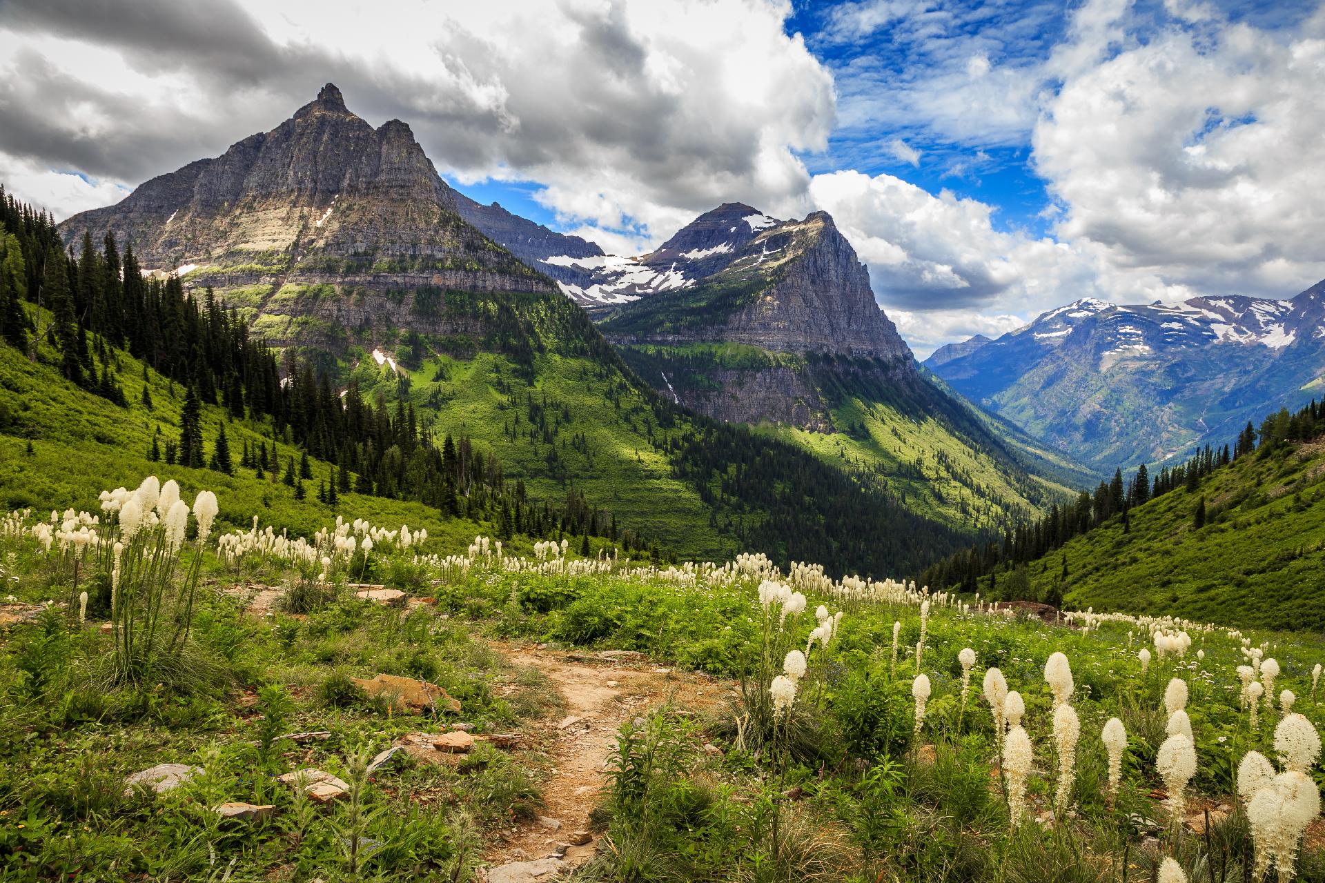 BEAUTIFUL BEARGRASS