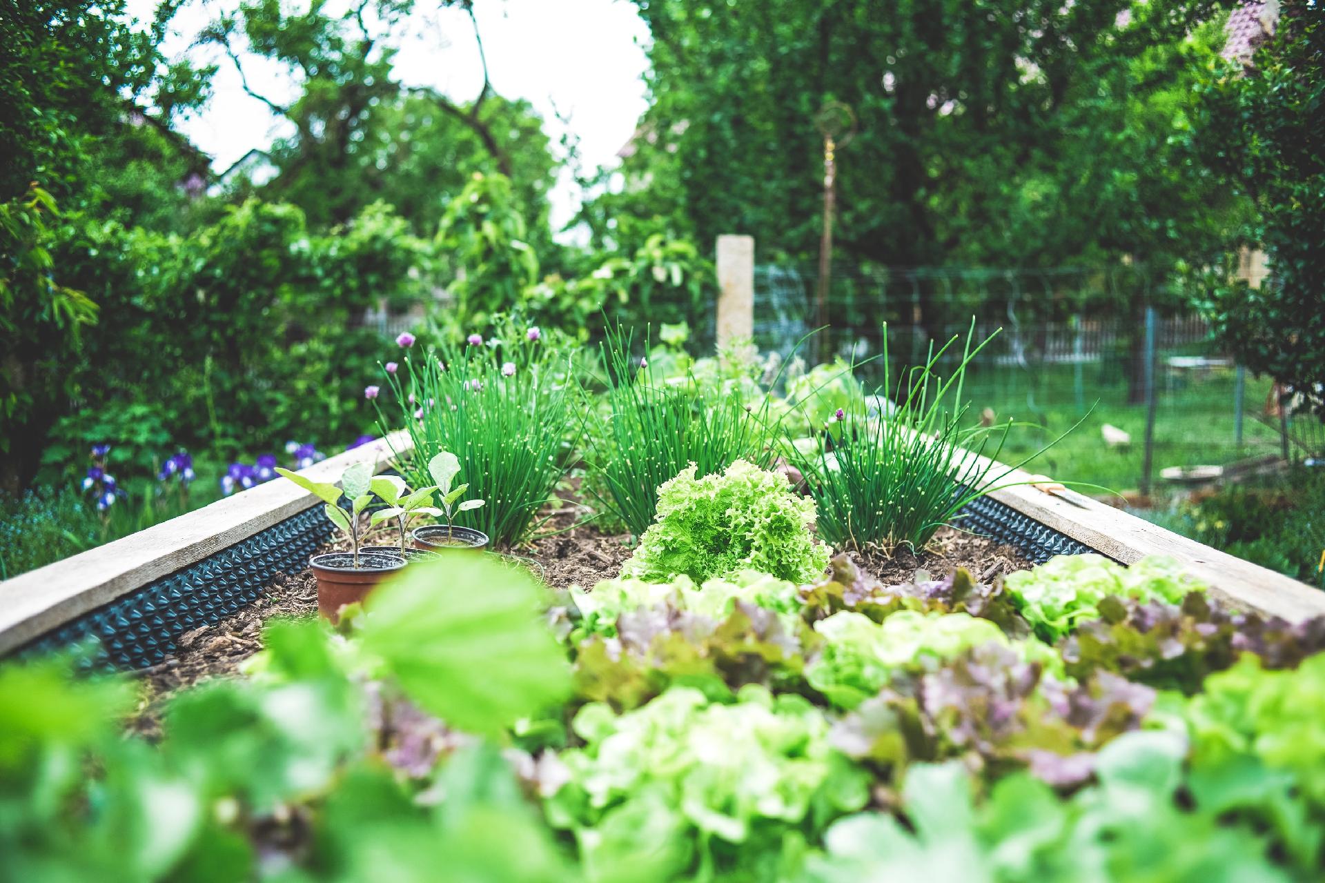 THREE REASONS TO GROW YOUR HOME GARDEN