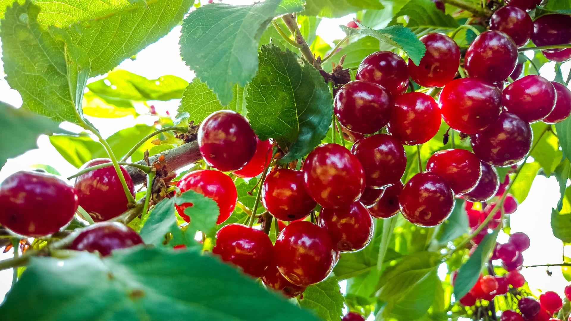 ENJOYING MONTANA&apos;S BOUNTIFUL HARVEST
