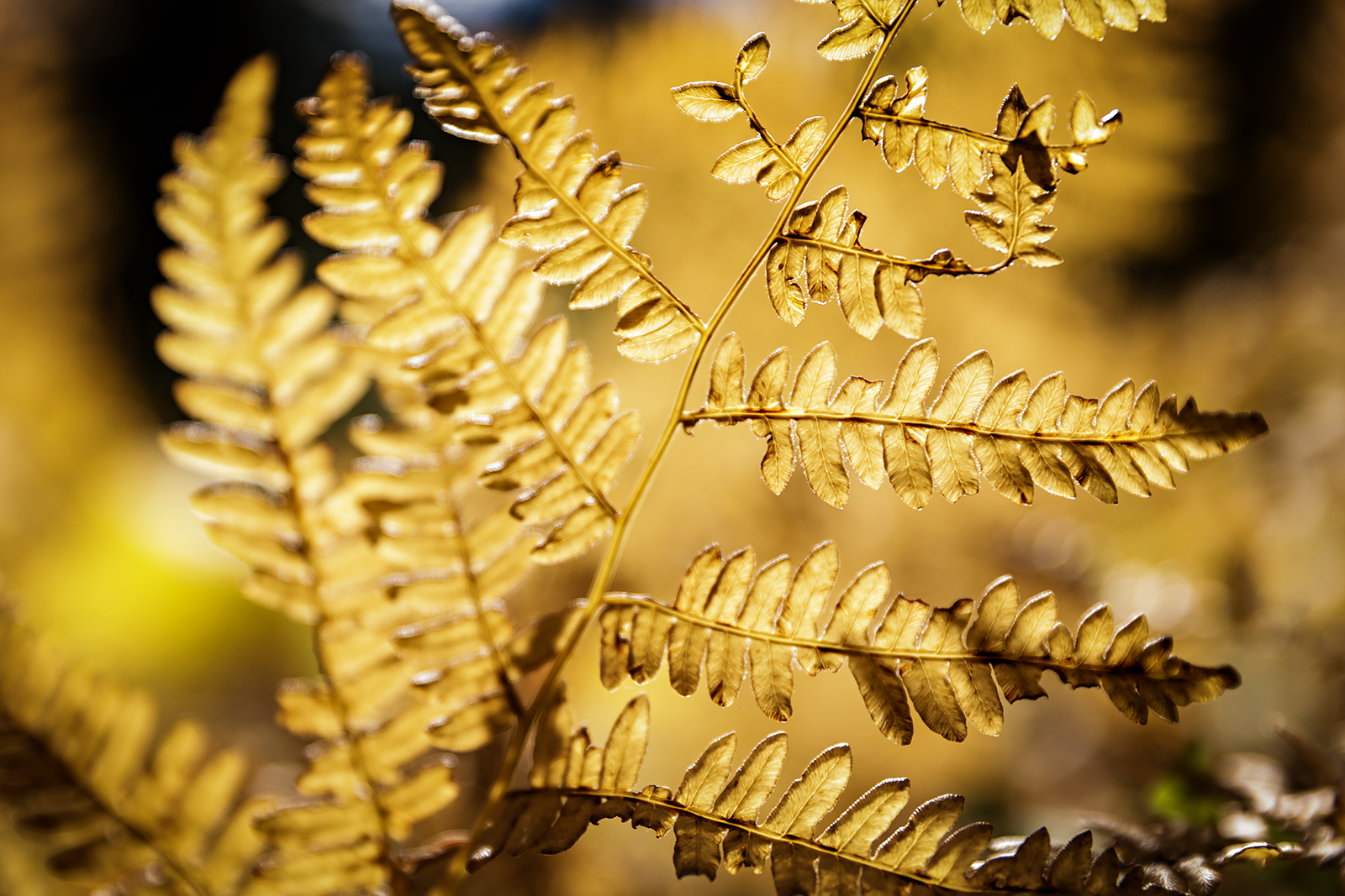 FALL FOLIAGE IN THE ROCKY MOUNTAIN WEST