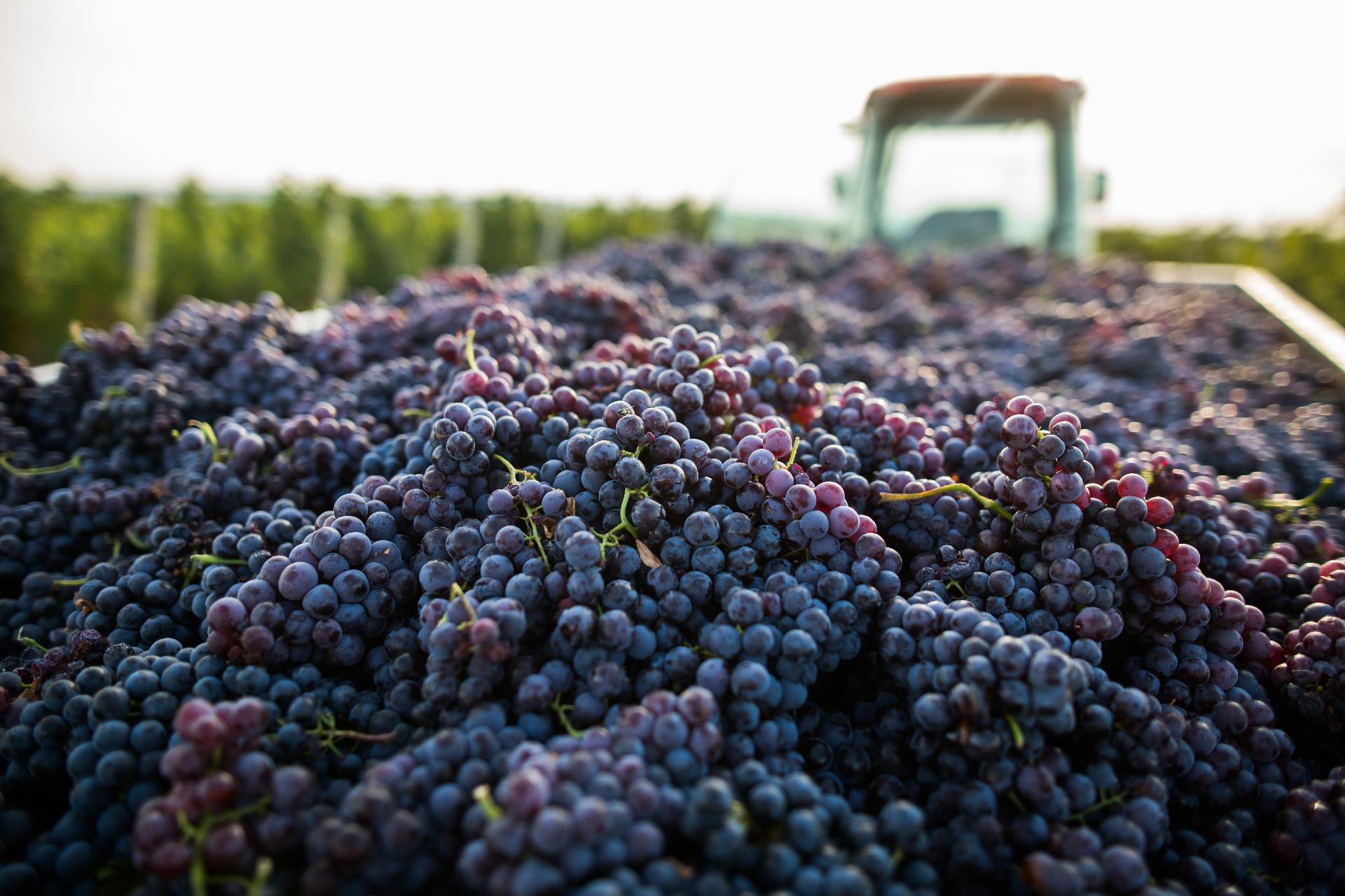 HARVEST FLAVORS ON THE HORIZON
