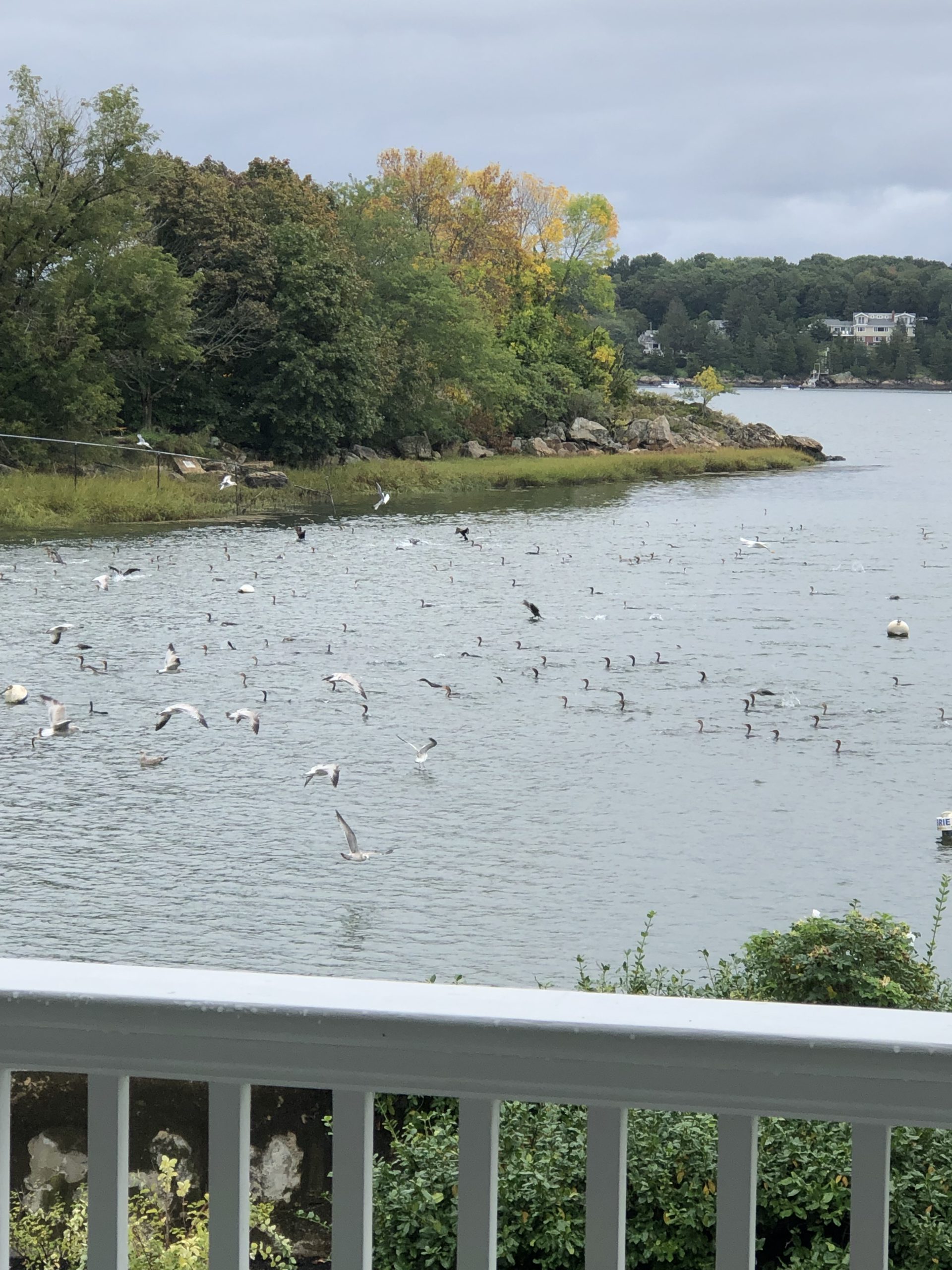 Hemenway Road Waterfront