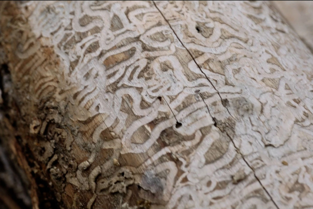 telling-our-stories-7. EAB tracks