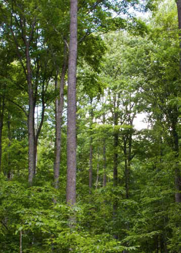 Land Investment Opportunity: Timberlands in Allegany, NY
