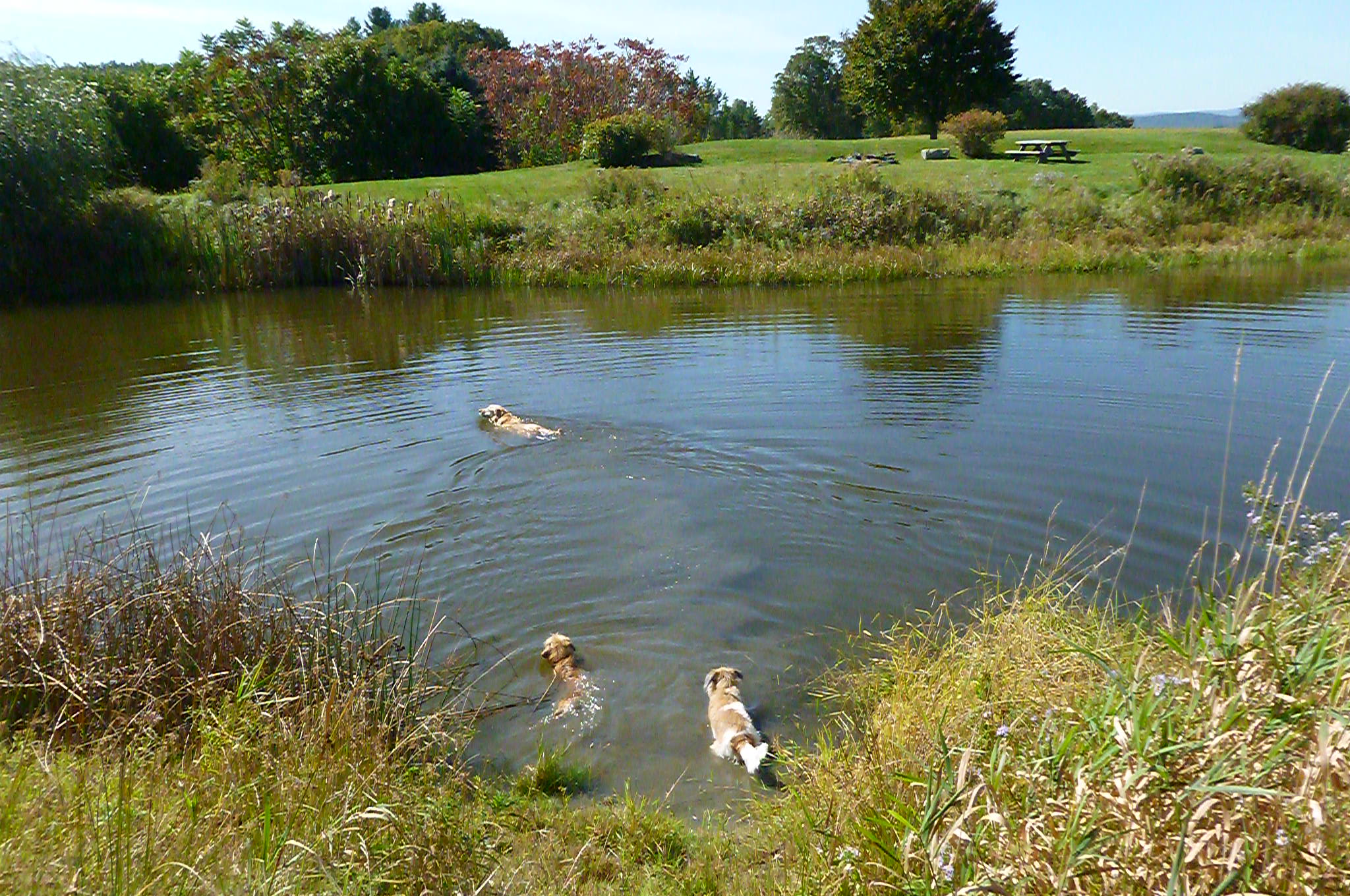 Pond at Walpole Hills Estate, Walpole, NH