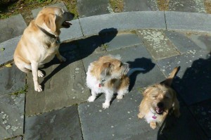 The Trio