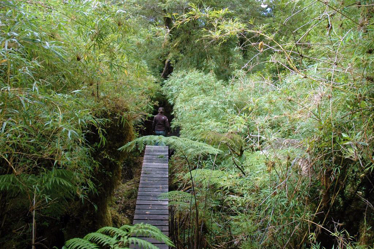 Melimoyu's rainforest is made accessible by eco-sensitive boardwalks