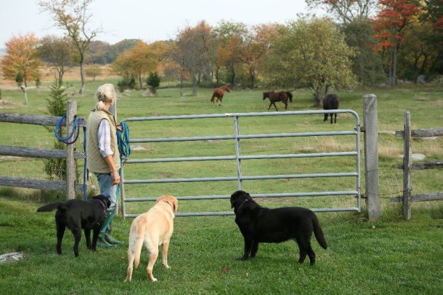 4-legged friends at Paynter Farm, Essex, MA 3