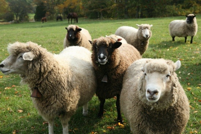 4-legged friends at Paynter Farm, Essex, MA 4