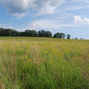 Leopold Memorial Reserve, towns of Fairfield and Newport, WI WI0105_1
