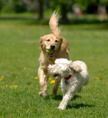 Two dogs playing, chasing each other