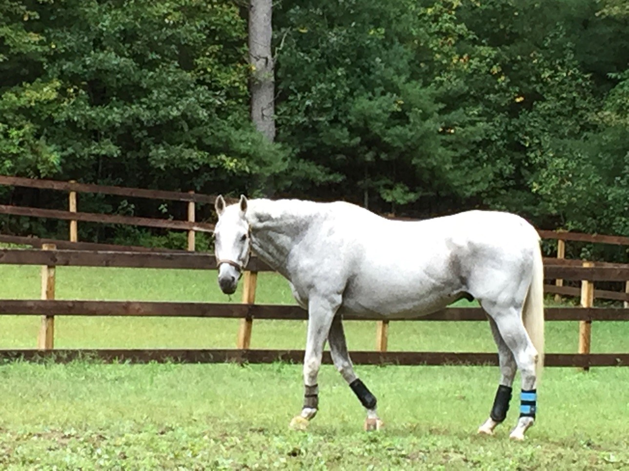 Peaceful summer grazing Peaceful summer grazing
