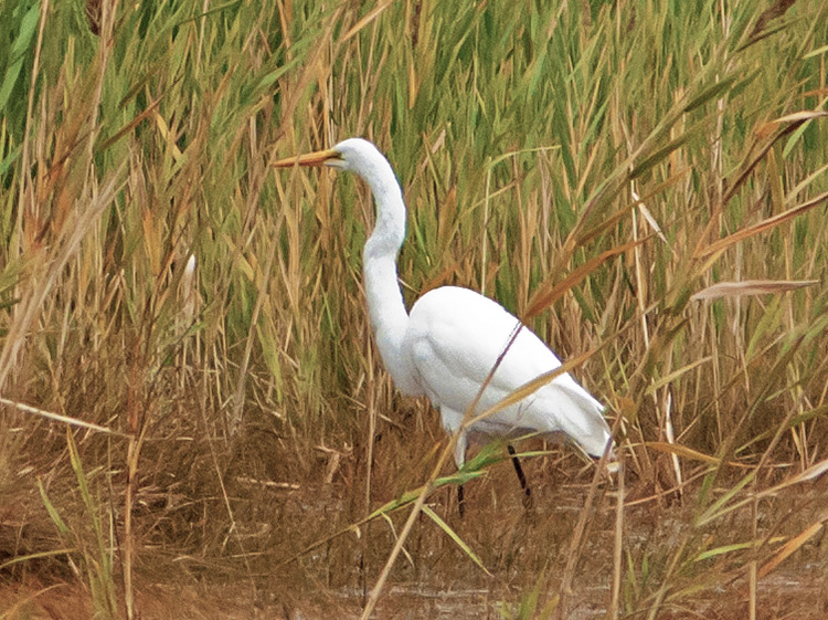Bill's bird friend 1573 b