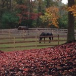 Peaceful grazing. 76 Surrey Lane Peaceful grazing. 76 Surrey Lane