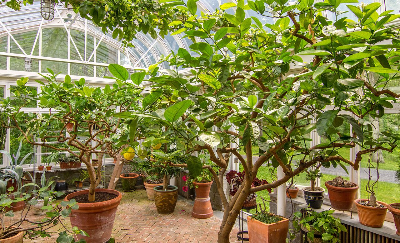 Southmayd, Berkshires, MA - greenhouse Southmayd, Berkshires, MA - greenhouse