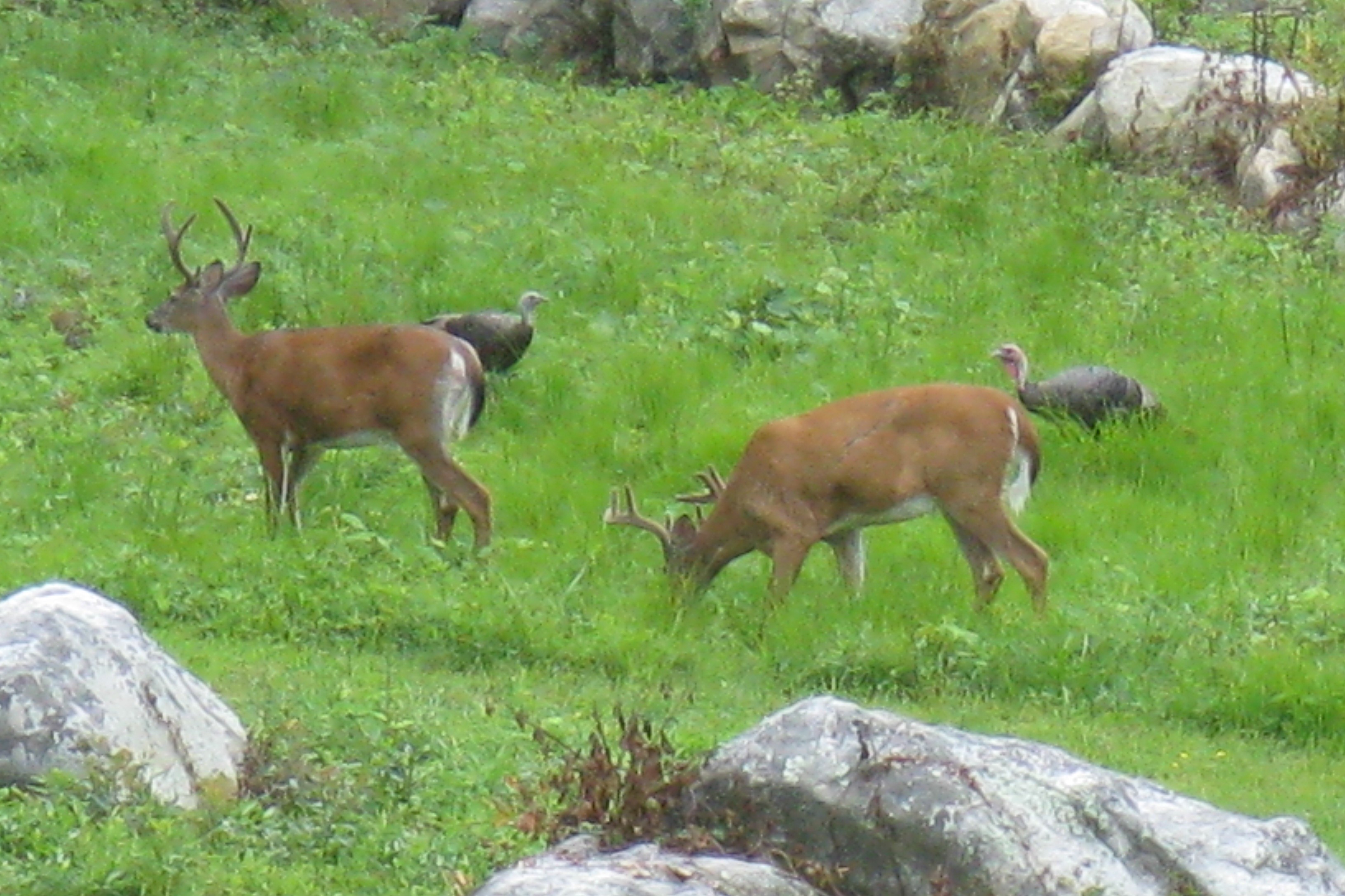 Wildlife, 5 School House Rd IMG_0931.JPG