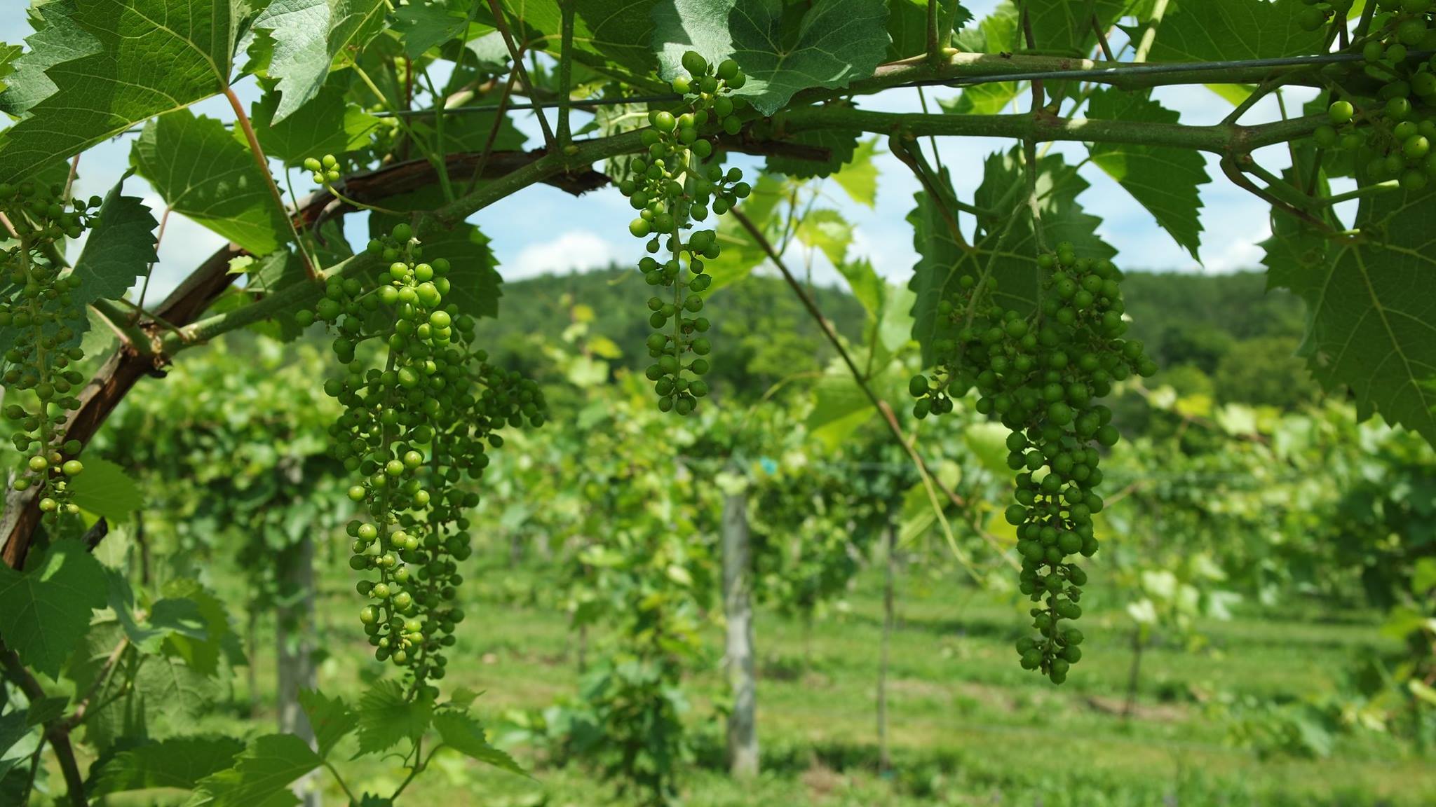 vineyards,cu brook farm.13662335_676243382529102_3805082371471008215_o