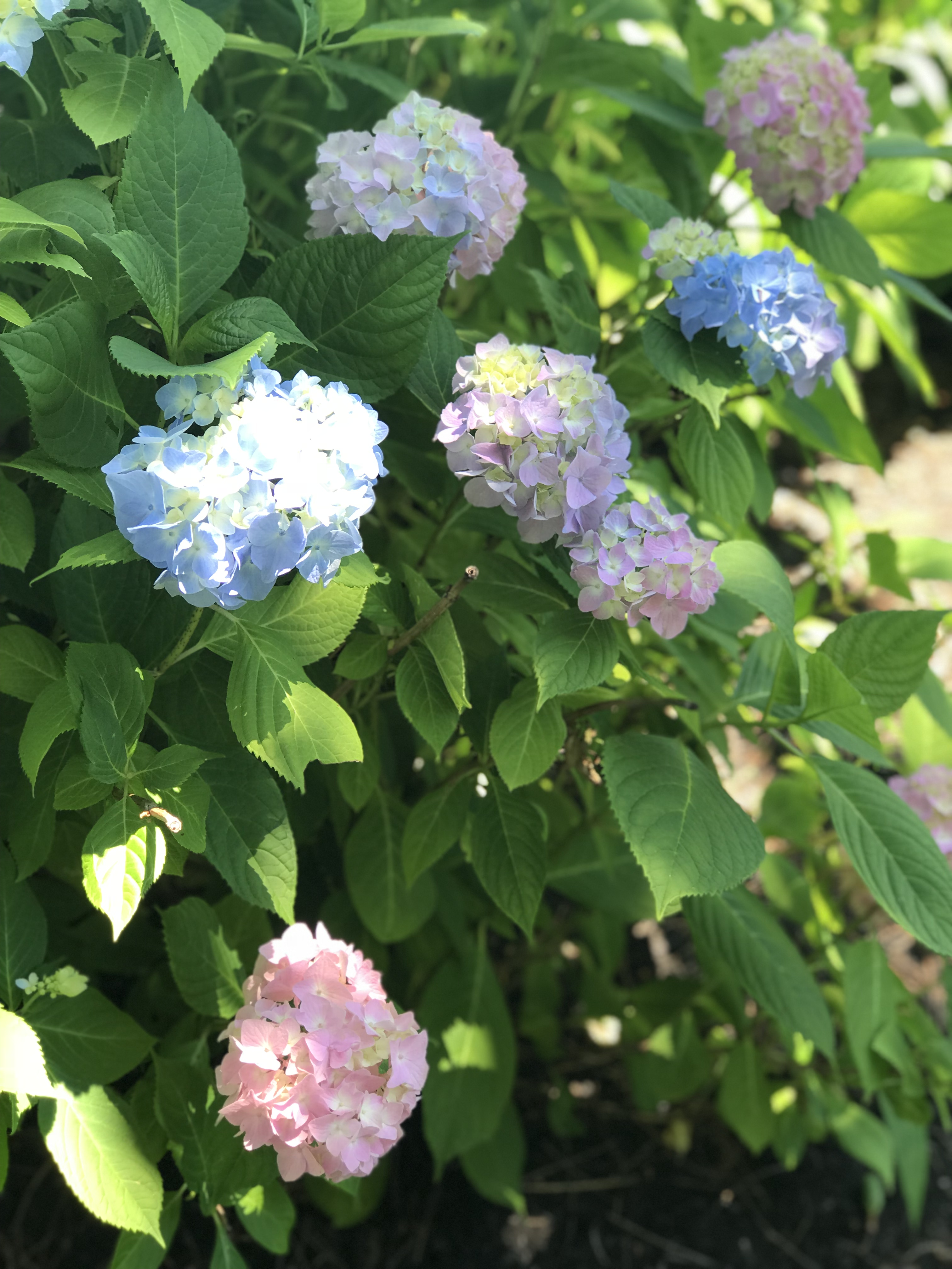 Hydrangeas at 144 Beach Bluff