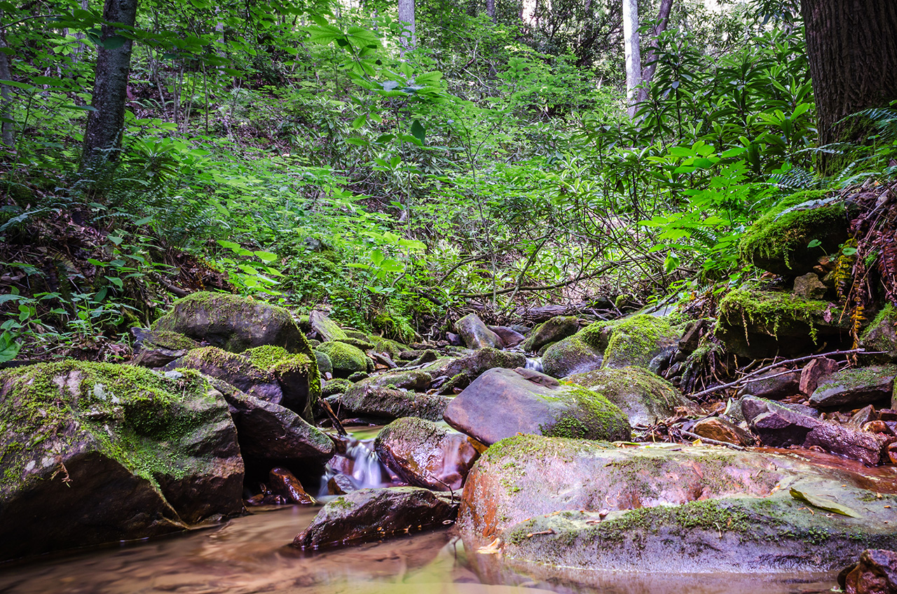 LandVest - Straight Fork - Scott Co VA forest management LandVest - Straight Fork - Scott Co VA