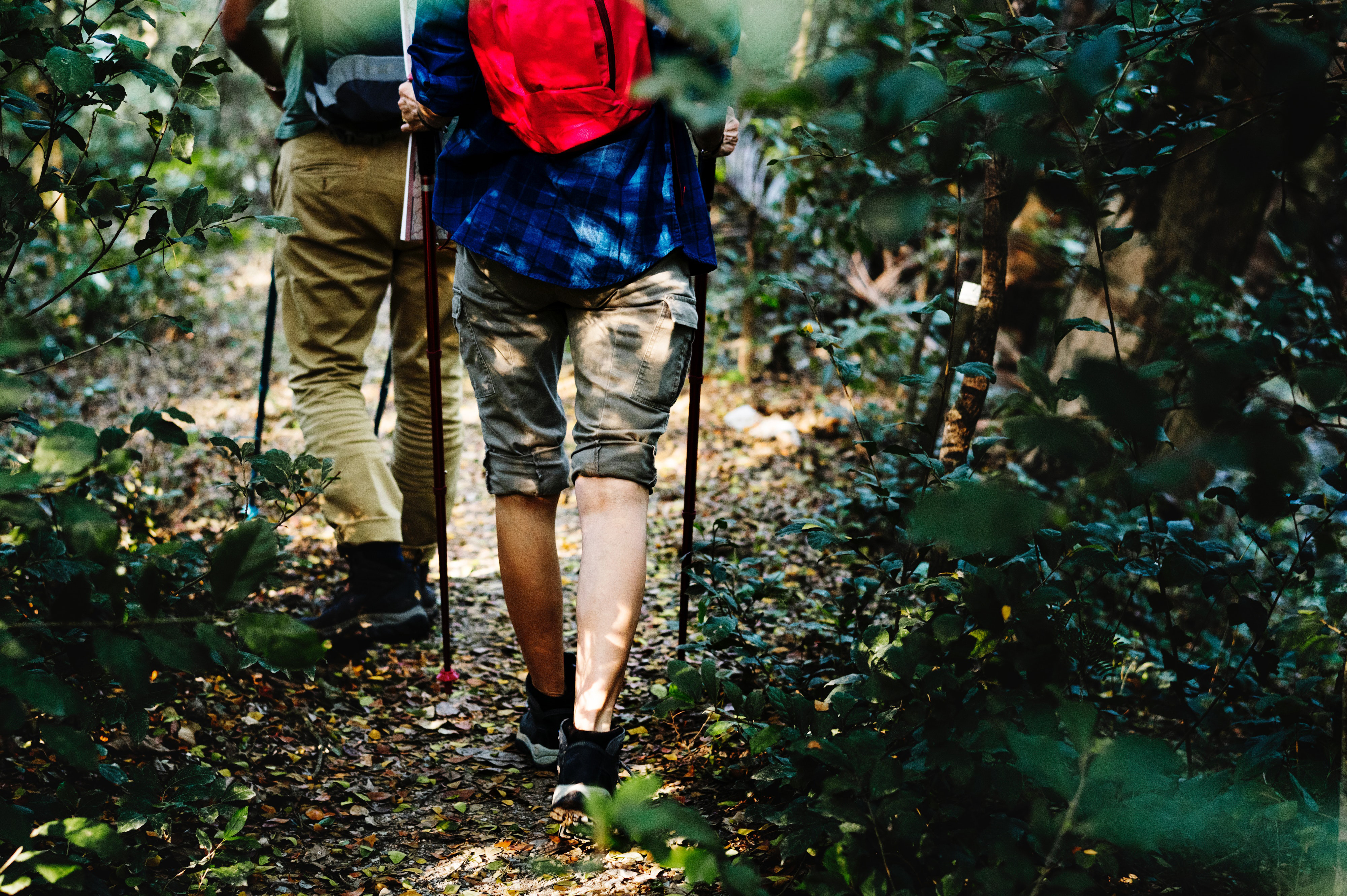 forest management Photo by rawpixel.com from Pexels