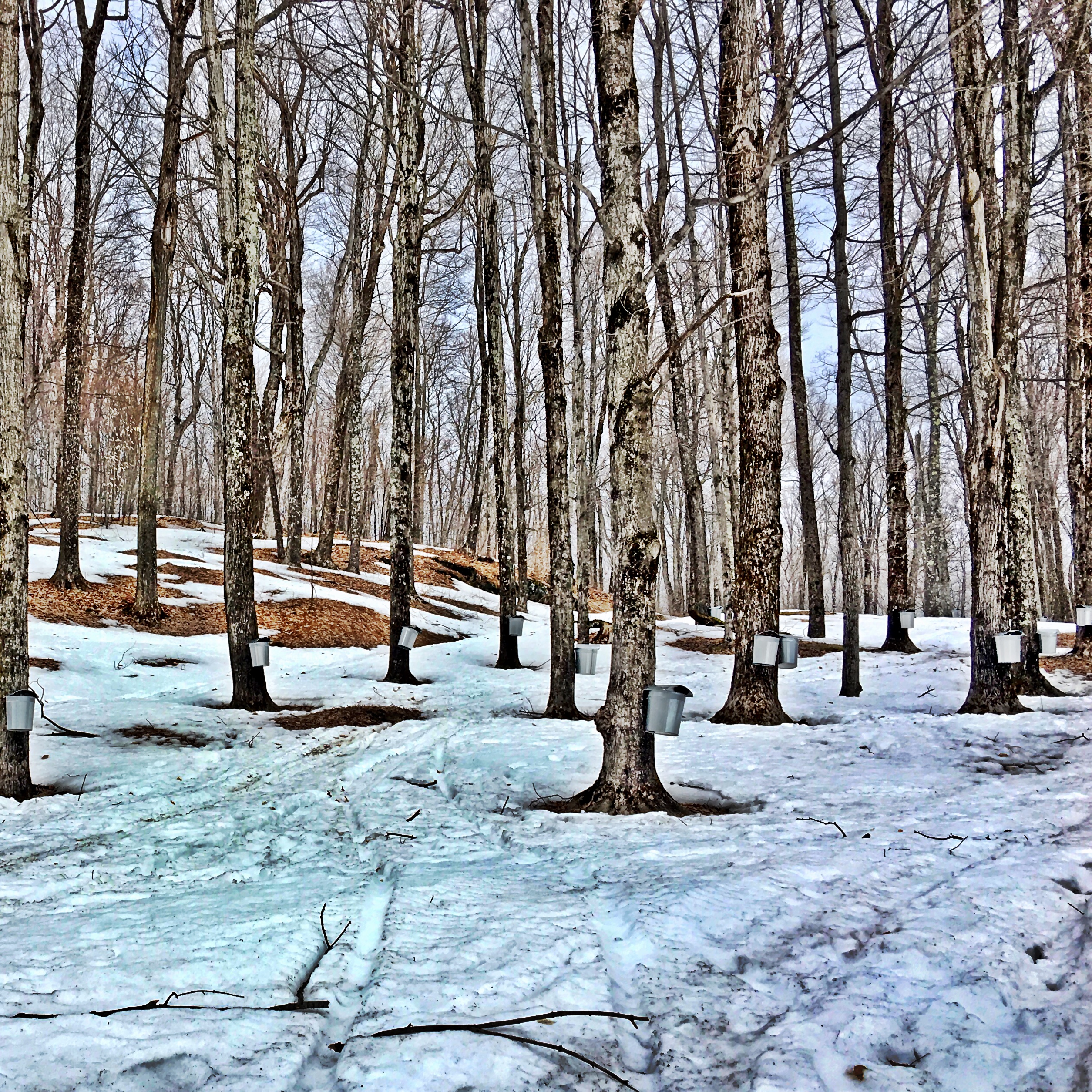 Sugar Maples at Birch Tree Farm. Photo by Dia Jenks