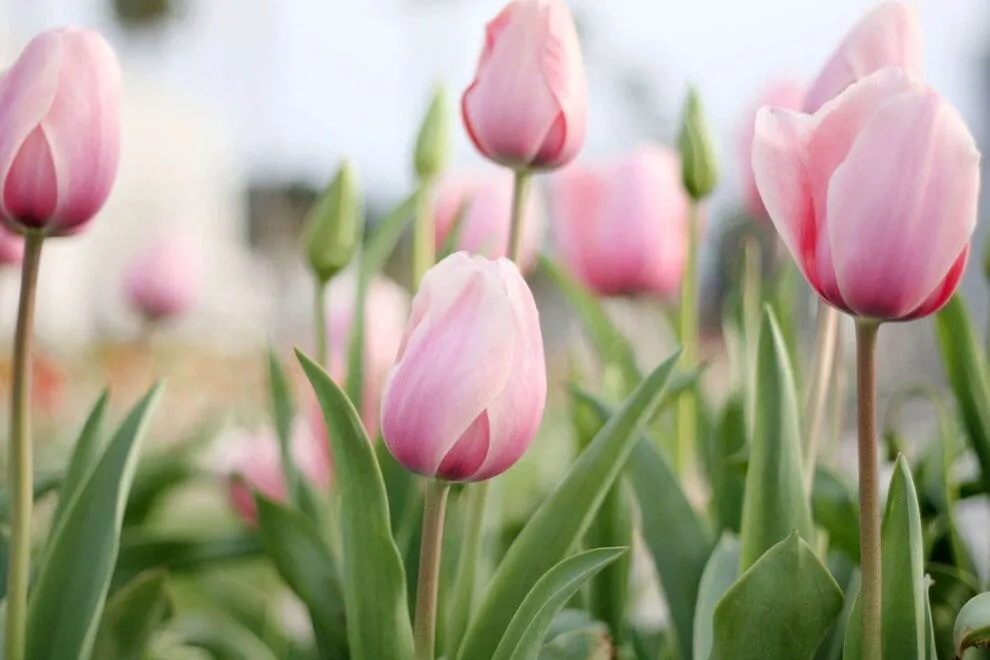 Mountain View Cemetery