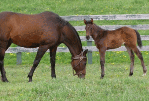 Asheville Equestrian Homes