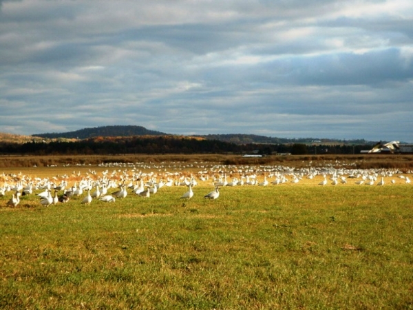 Addiston VT Farms