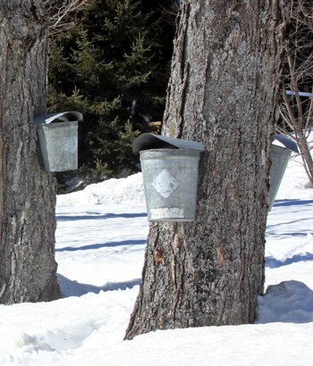 Vermont Sugar Bush Vermont Sugar Bush