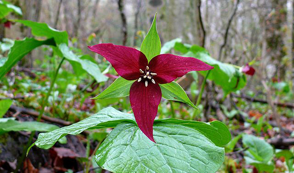 Vermont Wildflowers - Red Trillium Vermont Wildflowers - Red Trillium