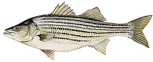 Striped bass