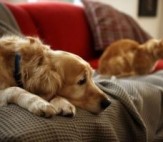 Pets