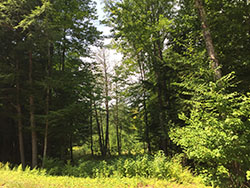 Durgin Rd Freedom nh