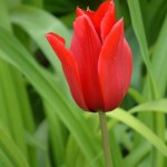 fresh flowers improve real estate staging