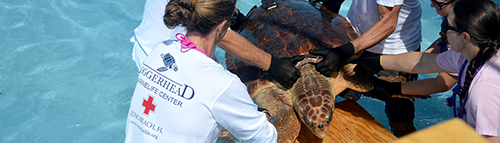 Loggerhead Marinelife Center FL