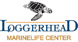 Loggerhead Marinelife Center Juno Beach
