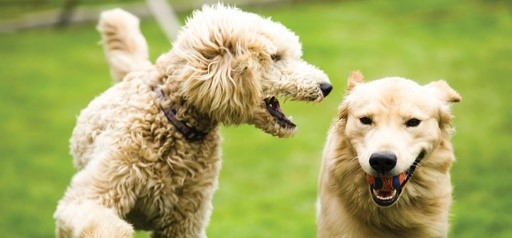 Dogs Playing at Cinquez Park