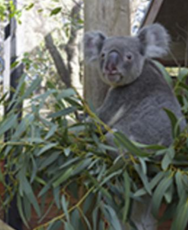 Palm Beach Zoo Koala Bear
