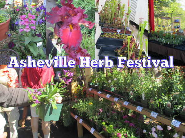 Asheville Herb Festival - Town and Mountian Realty - Asheville