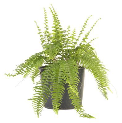 Boston Fern